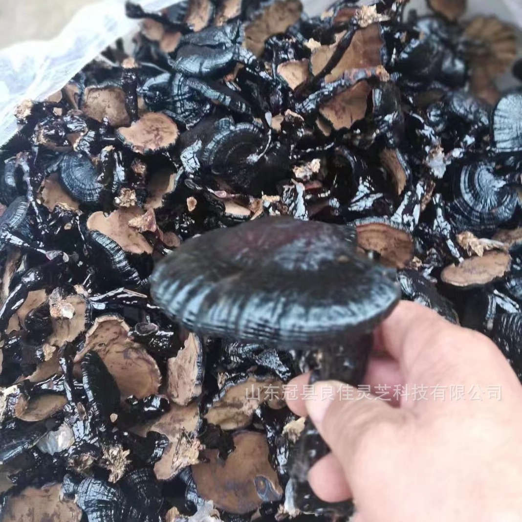 山东冠县灵芝之乡产地直供小黑灵  长柄黑灵芝天然长寿子伞盖