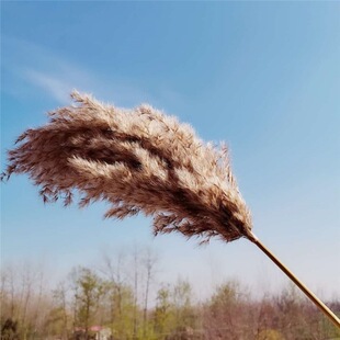 芦竹大芦苇干花束蒲苇干花装饰婚庆装饰拍摄蒲苇田园民宿芦苇干花
