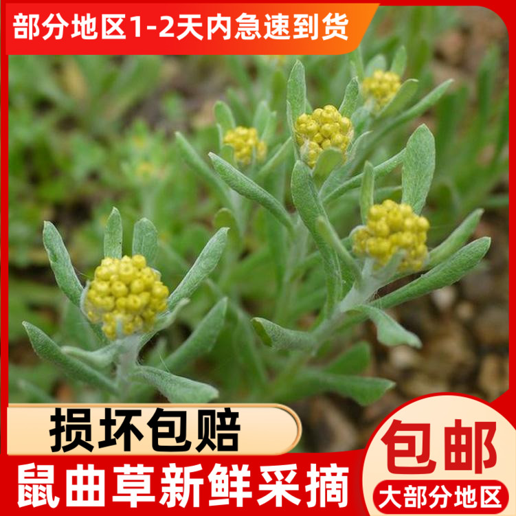 新鲜鼠曲草清明菜富硒富锌之乡