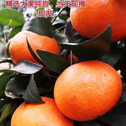 新鲜大果沃柑甜广西武鸣沃柑