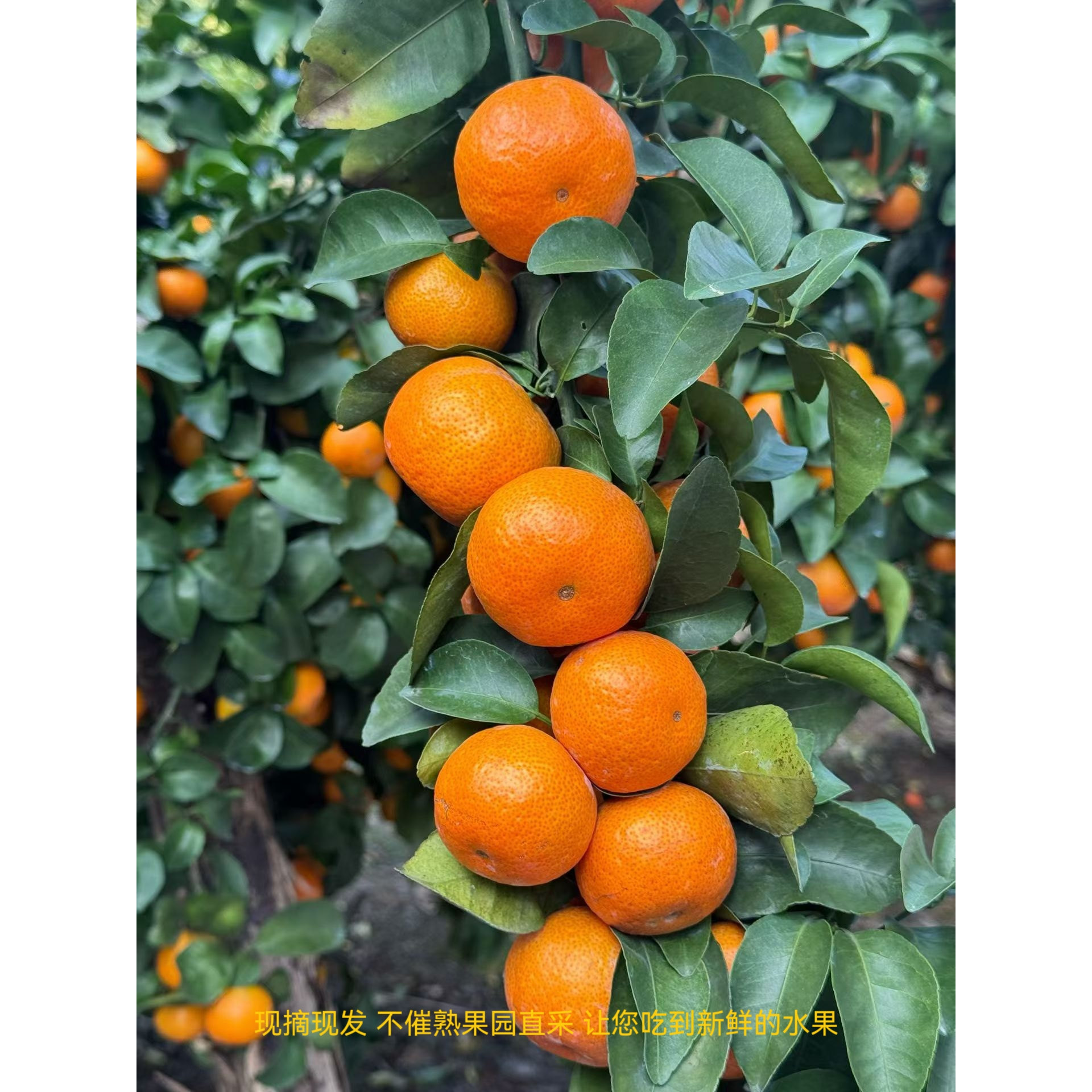 广西武鸣正宗砂糖橘新鲜当季水果甜蜜砂糖桔子原产地直发,水产肉类/新鲜蔬果/熟食,桔子,淘宝优惠券,粉丝福利购,淘宝优惠卷