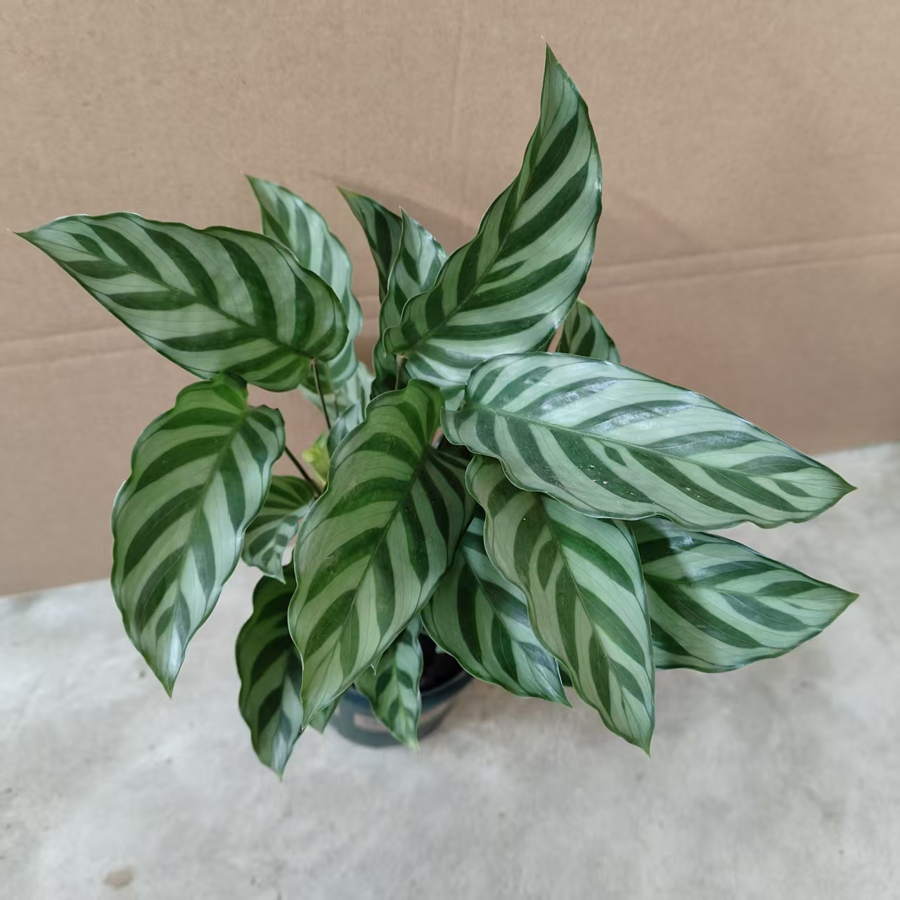 金叶子翠叶竹芋四季长绿植物北欧风网红盆栽办工作室内除甲醛易活