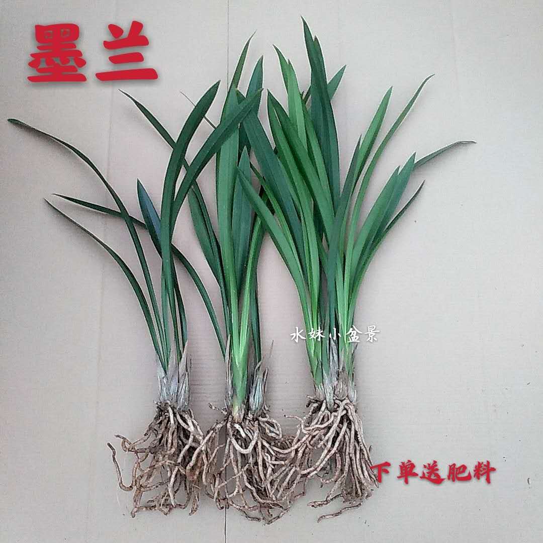 墨兰花卉盆栽室内阳台耐寒植物喜阴易养活企黑报岁兰四季绿植观花