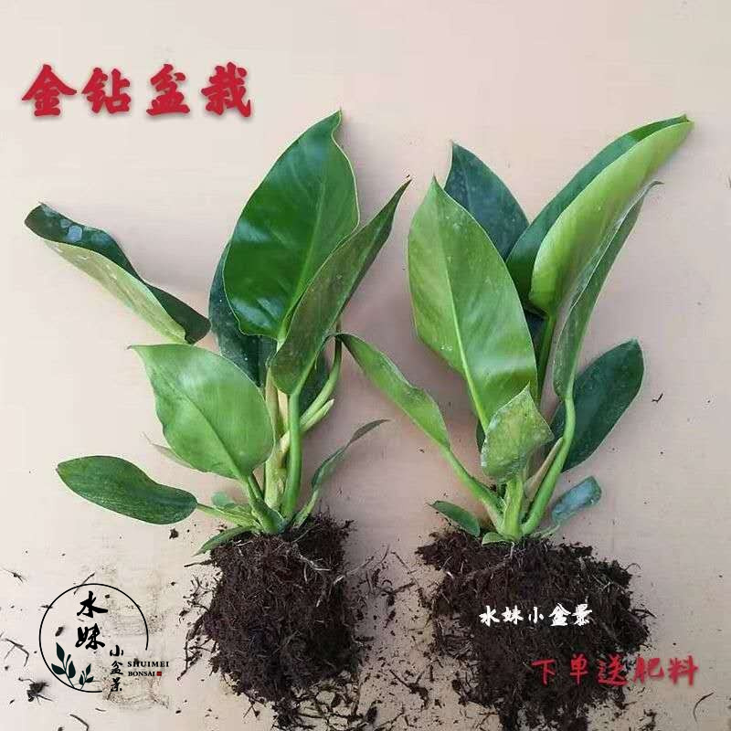 金钻四季常青客厅净化空气盆栽