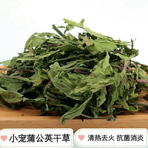 烘干蒲公英叶兔子清热去火干草