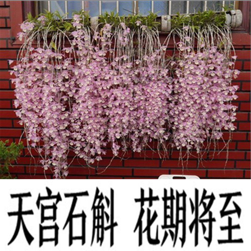 天宫石斛苗兜唇石斛云南石斛兰石