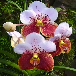 泰国万代兰大花浓香原杯越南石斛兰洋兰花卉盆栽基地清仓直发大苗