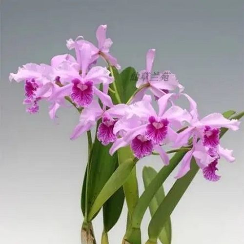兰花室内绿植桌面盆栽净化空气