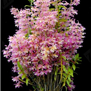 基地石斛兰金钗铁皮鼓槌球花石斛苗云南洋兰花卉不带花苞花卉绿植