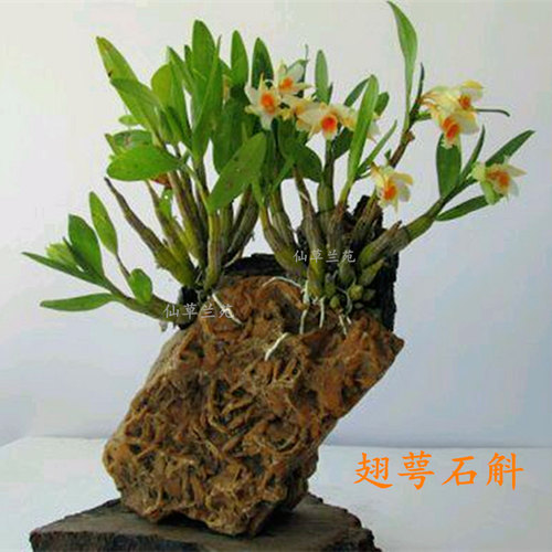 云南带花苞假山造景石斛苗包邮