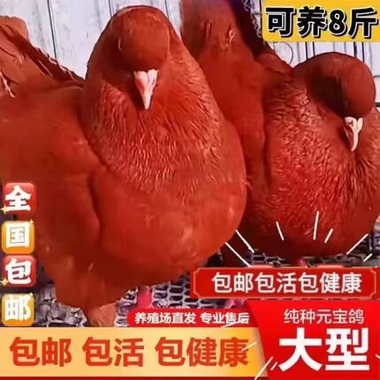 纯种元宝鸽大体元宝鸽子幼鸽观赏鸽种鸽一对包活包下蛋元宝鸽包邮