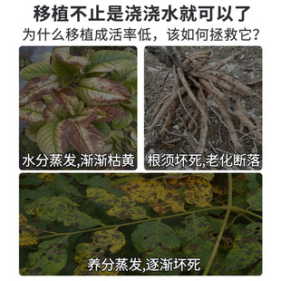 植物抗蒸腾剂花卉保鲜抑制蒸发剂苗木抗旱防失水防日灼移栽促成活