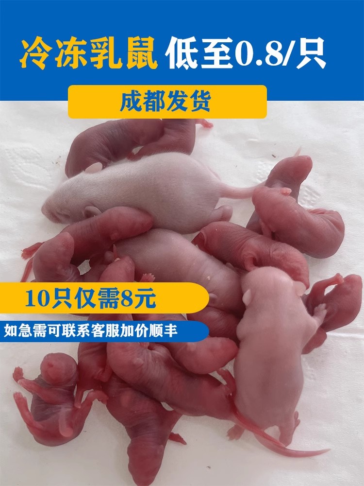 冷冻红皮乳鼠喂蛇冰冻小白鼠喂猫宠物蛇食物角蛙蛙粮饲料