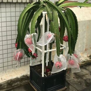 火龙果支架PVC支撑架塑料管种植专用架花架盆栽地栽火龙果苗支架