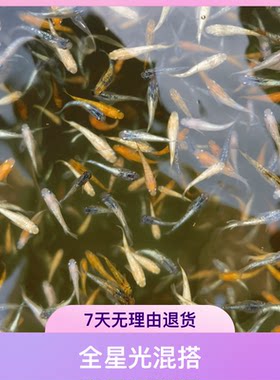 观背青鳉鱼【全星光】混搭便宜淡水小型冷水观赏鱼微型锦鲤原生鱼