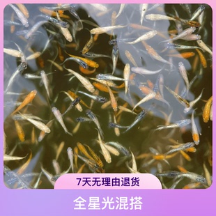 观背青鳉鱼【全星光】混搭便宜淡水小型冷水观赏鱼微型锦鲤原生鱼