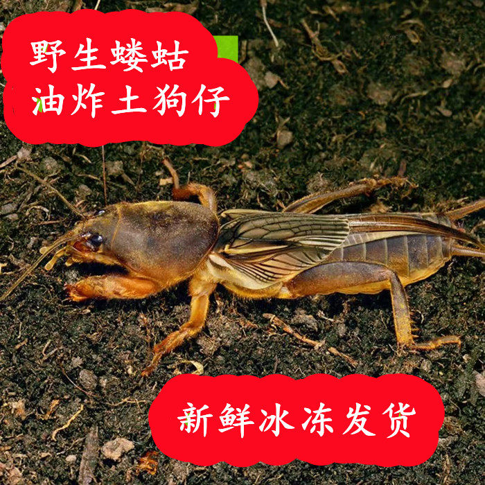 蝼蛄 冰冻野生土狗仔蝲蝲蛄 油炸食用昆虫美食下酒菜一斤顺丰包邮