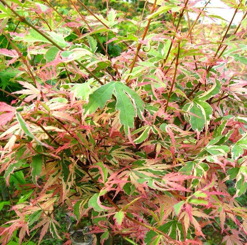 蝴蝶枫树苗 红枫树苗庭院盆景盆栽 蝴蝶枫