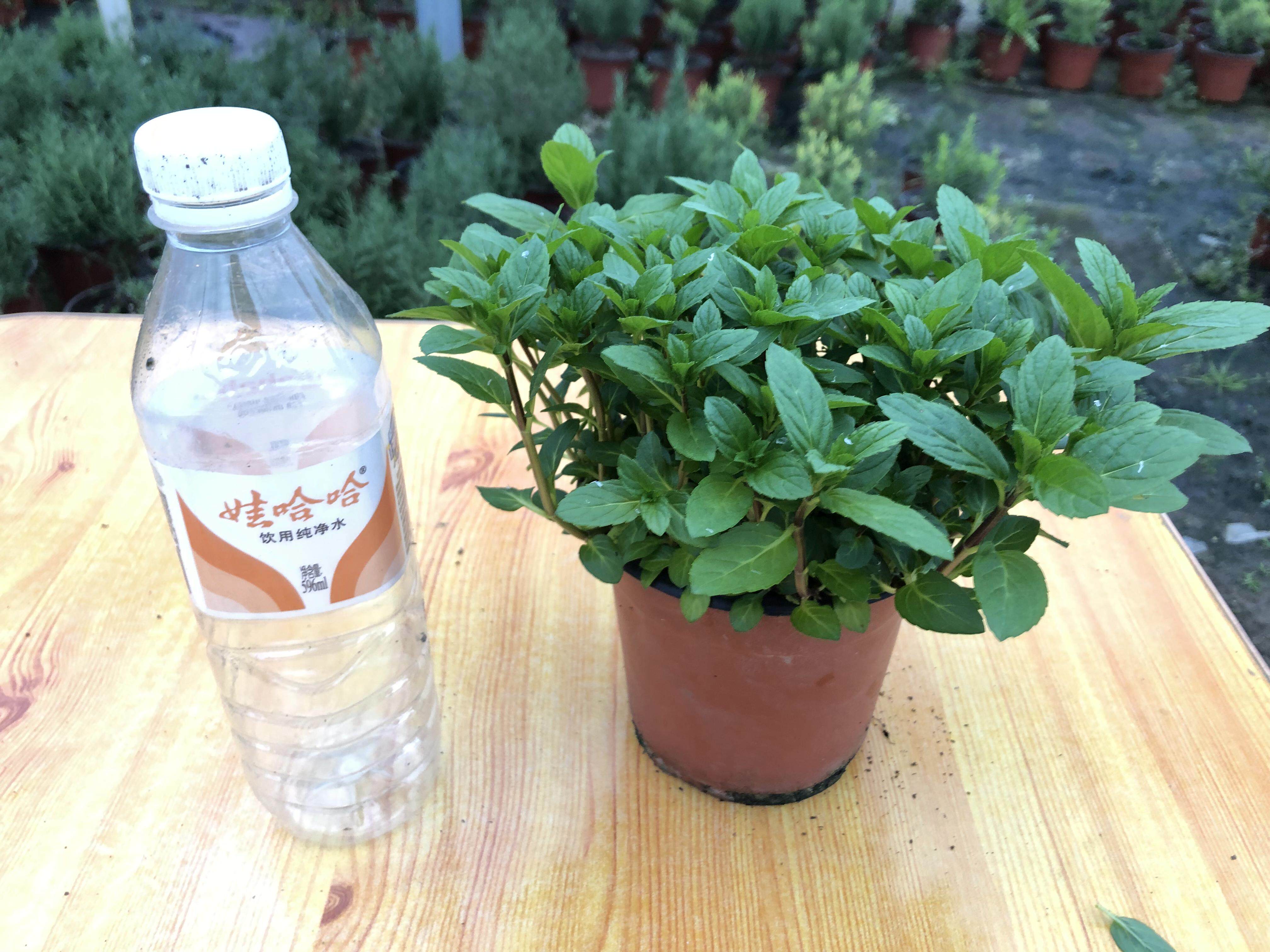 四季胡椒薄荷瑞士薄荷香草绿植花卉盆栽西餐糕点泡茶清凉食用包邮