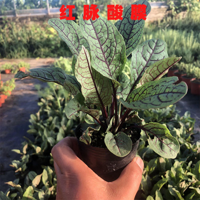 红脉鲜叶食用西餐沙拉摆盘盆栽