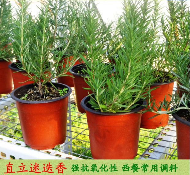 马鞭草酮迷迭香盆栽香草苗迷迭香植物可食用香草百里香西餐包邮,鲜花速递/花卉仿真/绿植园艺,绿植,淘宝优惠券,粉丝福利购,淘宝优惠卷