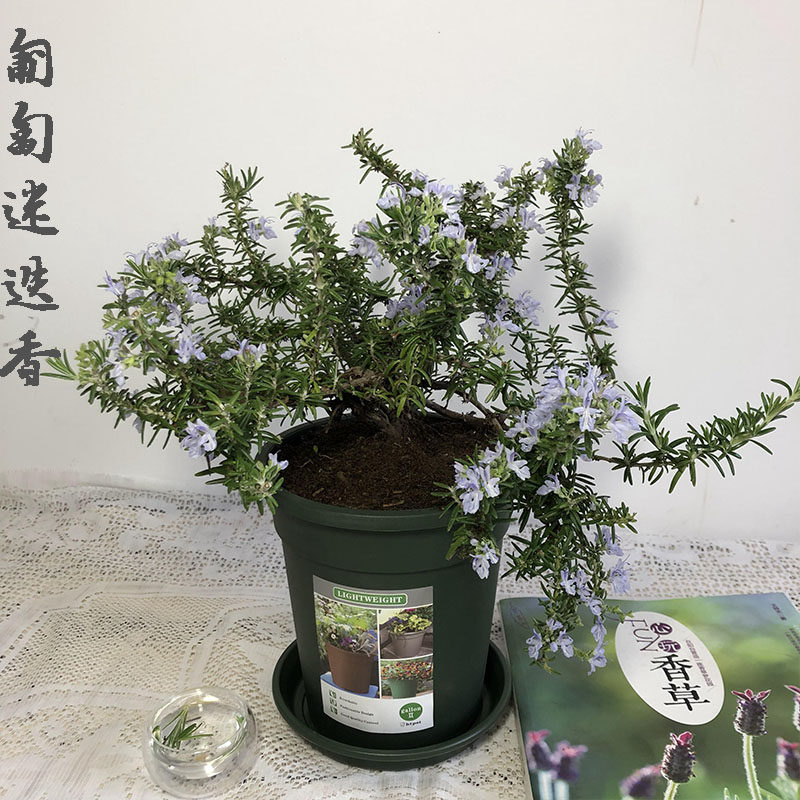 匍匐迷迭香盆栽香草苗植物百里香