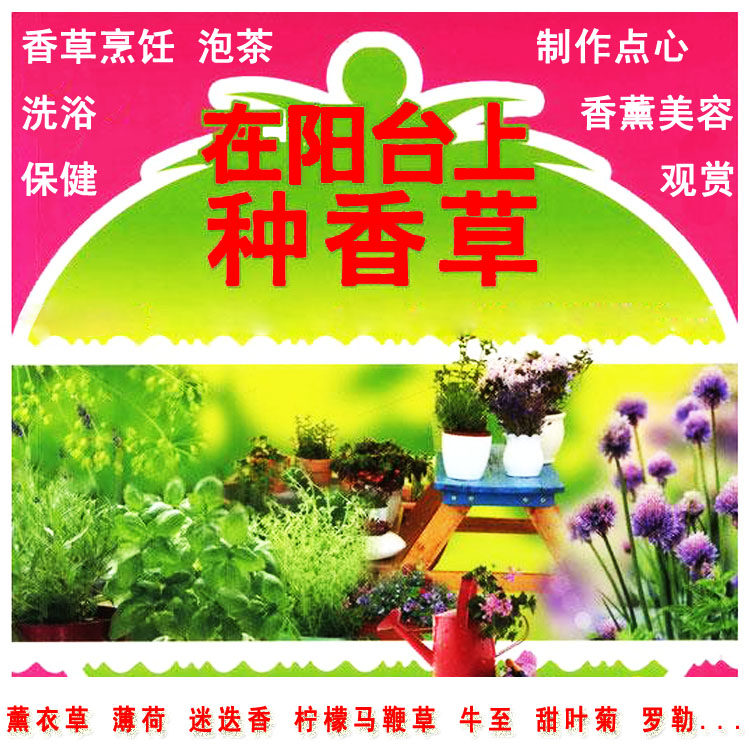 秋冬香草盆栽阳台食用