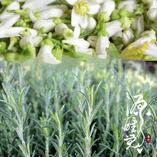 闭口痘痘一扫光100ml 源醒觉 芳香纯露系列 磨皮 复合纯露