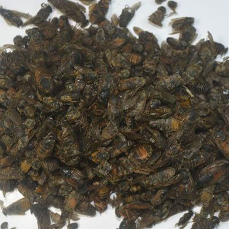 大牛虻虫 蜚虻,牛虻,牛蚊子,牛苍蝇 100g克100元包邮