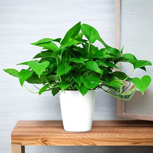 绿萝盆栽室内植物垂吊大盆绿植花卉大叶长藤客厅恐龙蛋花盆绿箩