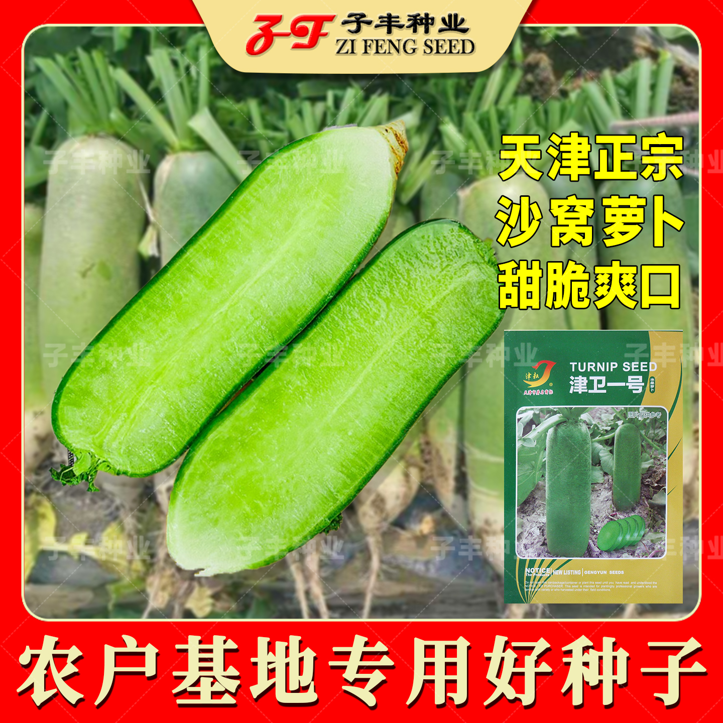 天津正宗绿肉沙窝水果萝卜种子