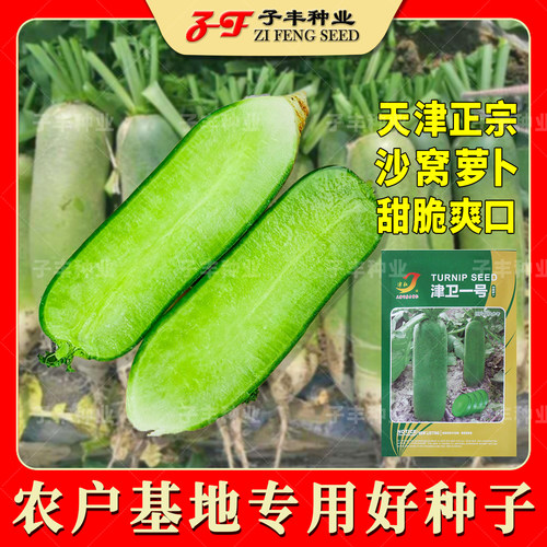 天津正宗绿肉沙窝水果萝卜种子