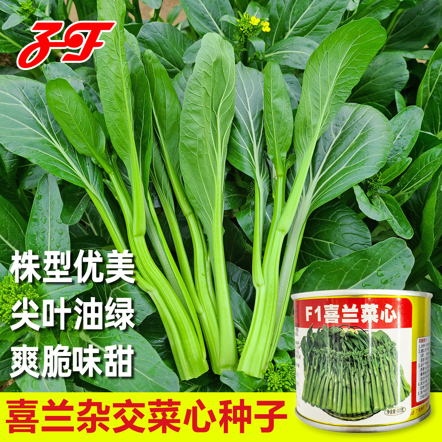 喜兰杂交菜心种子春秋夏季宁夏甜菜心种籽尖叶油青脆甜基地蔬菜籽