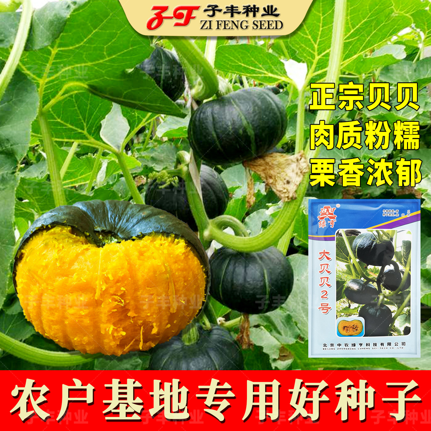 正宗贝贝小南瓜种籽大贝贝2号板栗南瓜种子粉糯香甜春秋四季蔬菜