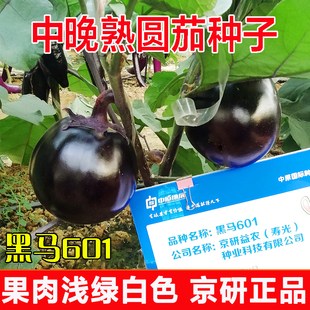 秋季 黑紫圆茄种子京研益农正品 黑马601春季 夏季 黑色圆茄茄子种籽