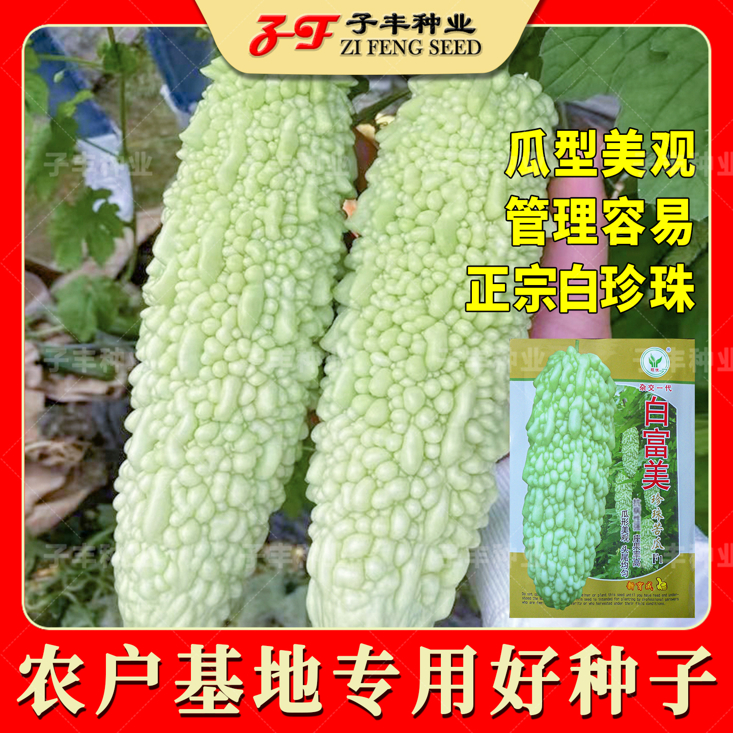 广东白富美珍珠白苦瓜种子