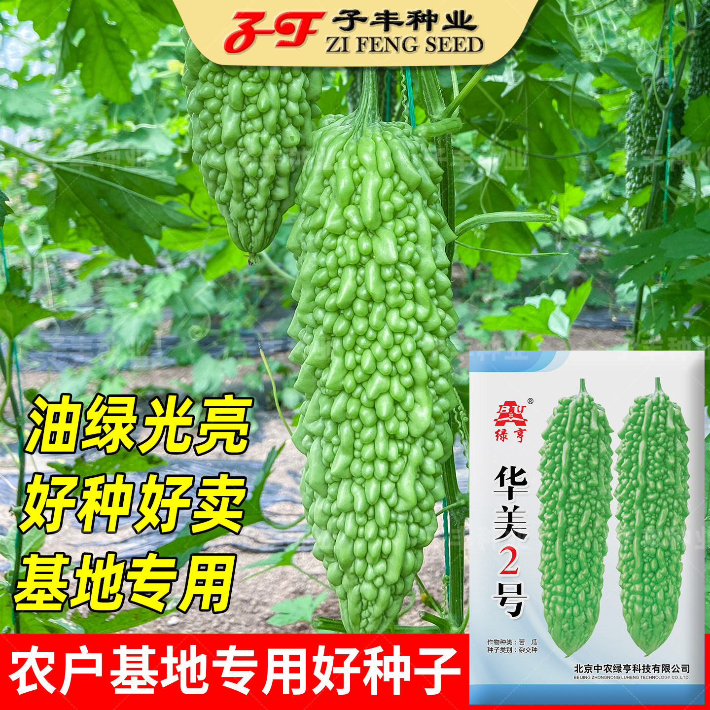绿亨华美2号苦瓜种子春秋季夏季耐热病害少大刺瘤油绿珍珠苦瓜籽