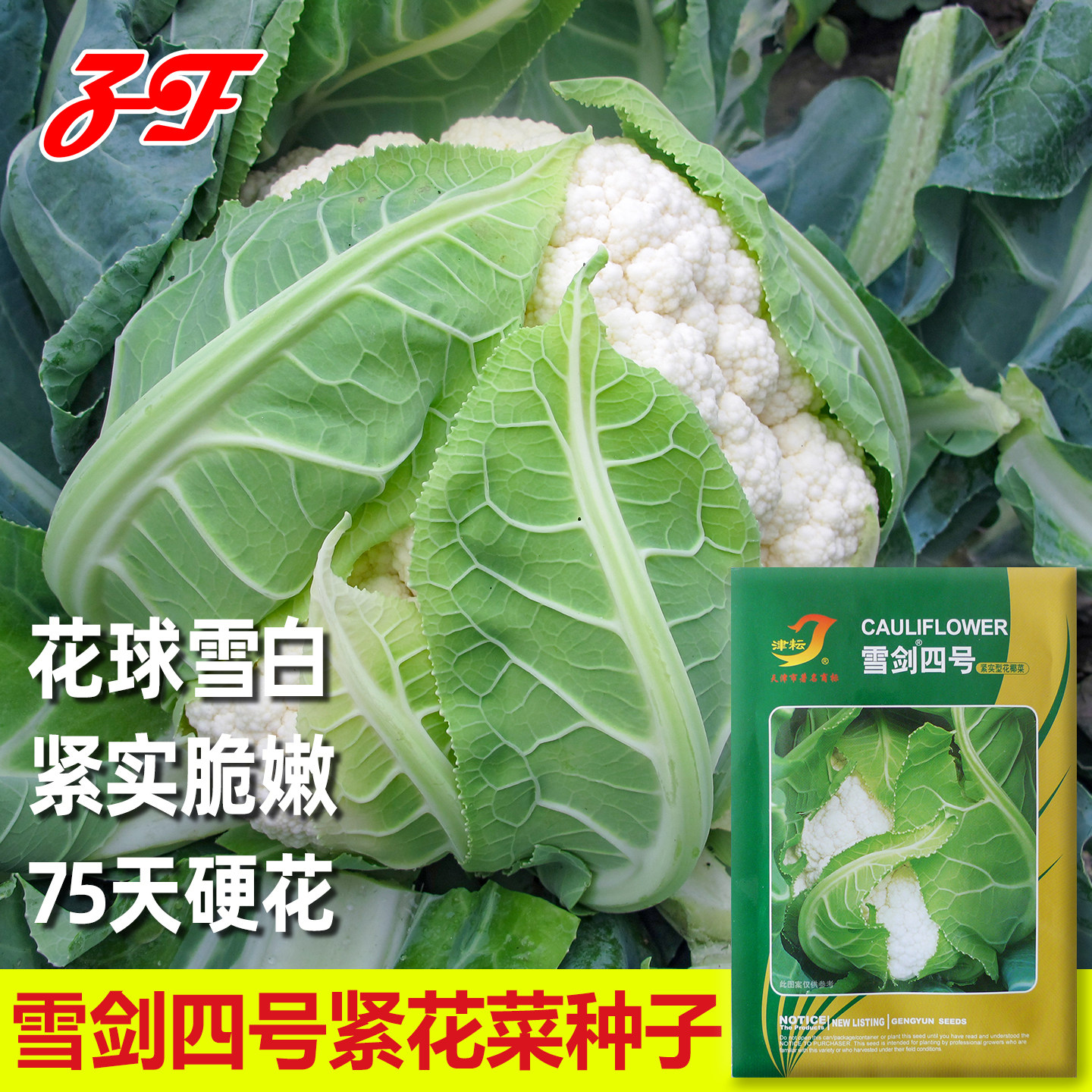 秋季75天紧花花菜种子雪剑四号花球雪白不用盖球白梗菜花种籽实花