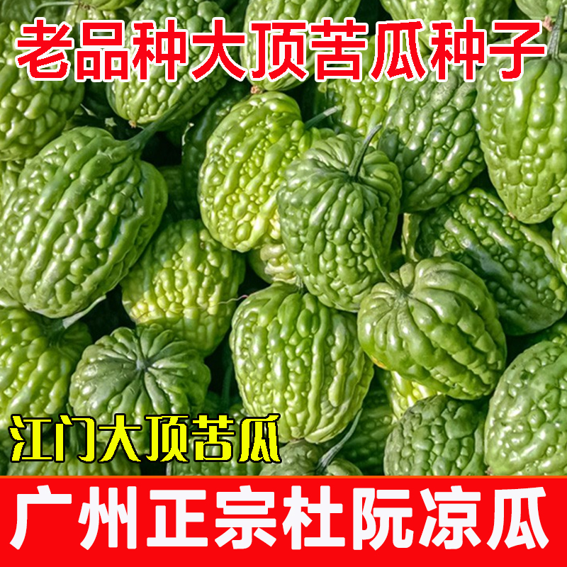 广东江门杜阮大顶苦瓜种子