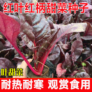 东升红叶甜菜种子春季秋季冬季四季盆栽耐寒耐热根达菜莙荙菜种孑