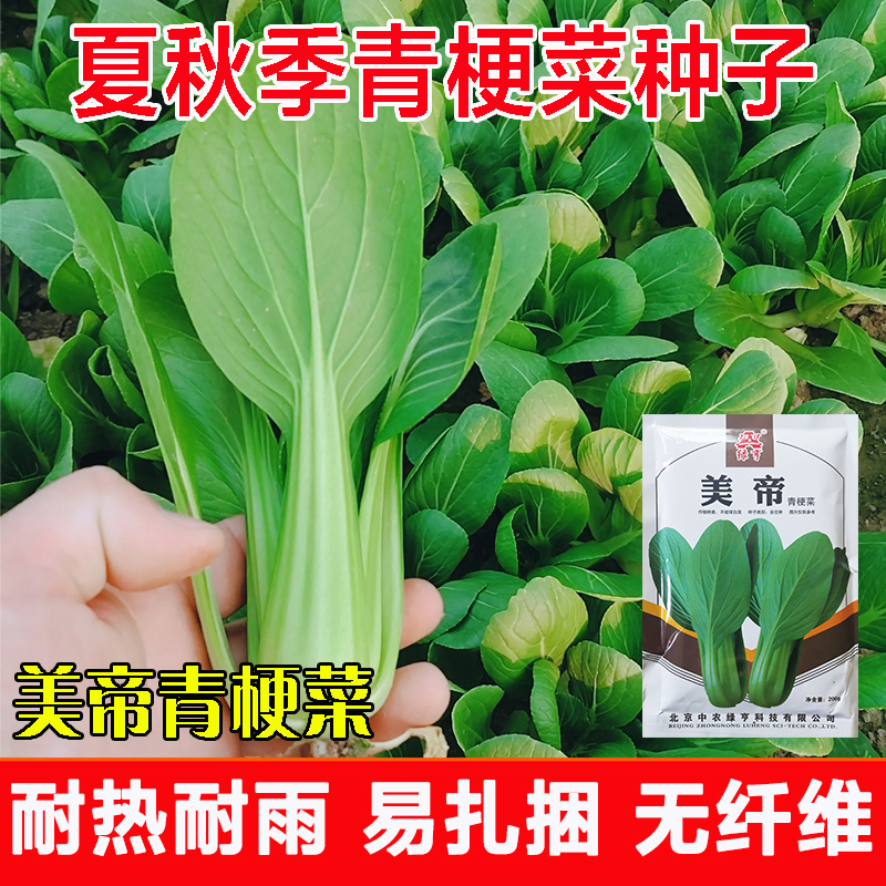 夏季耐热耐雨小青菜种籽美帝青梗菜小油菜种子盆栽四季小白菜菜籽