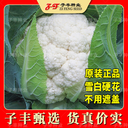菜花种子大全夏季耐热春秋季硬花紧花菜种子雪剑实花花椰菜花菜籽