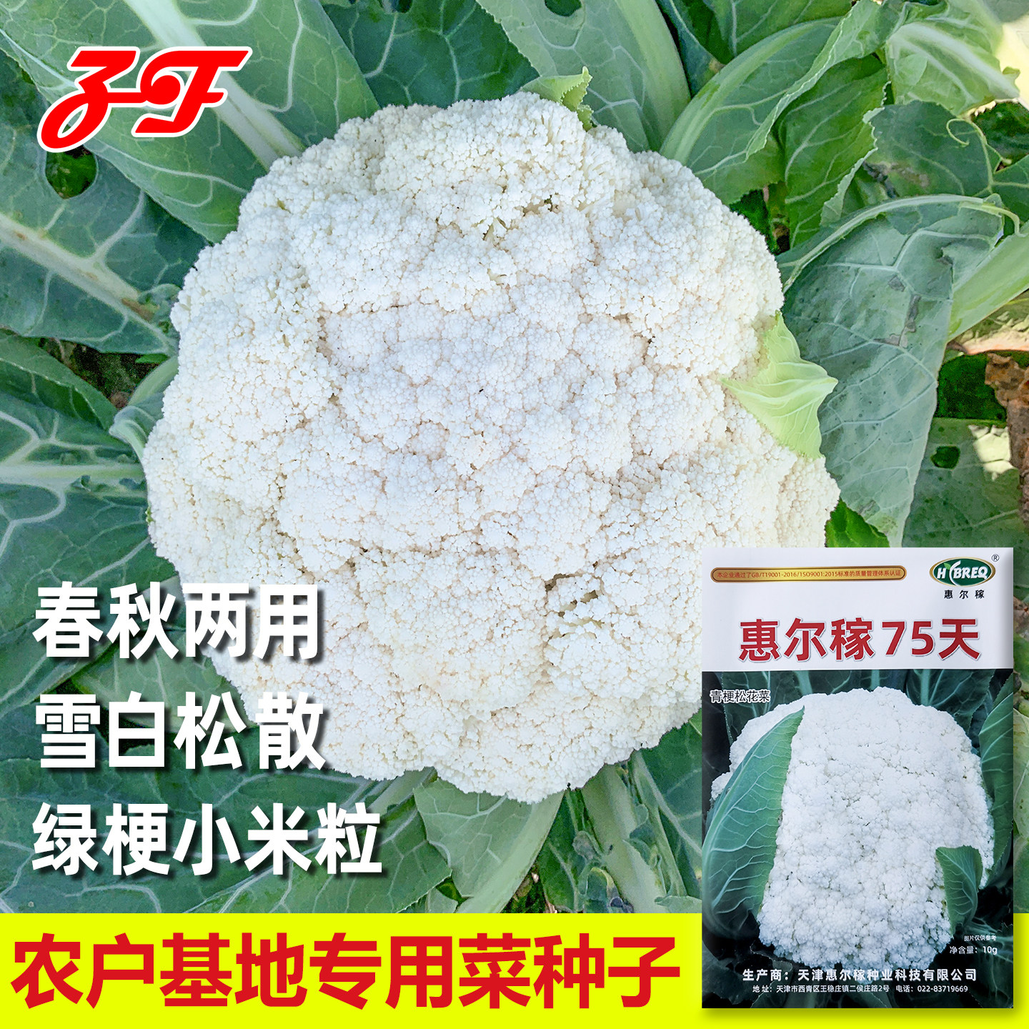 青梗松花菜种子春季秋季惠尔稼75天全松小米粒菜花免盖散花菜种子