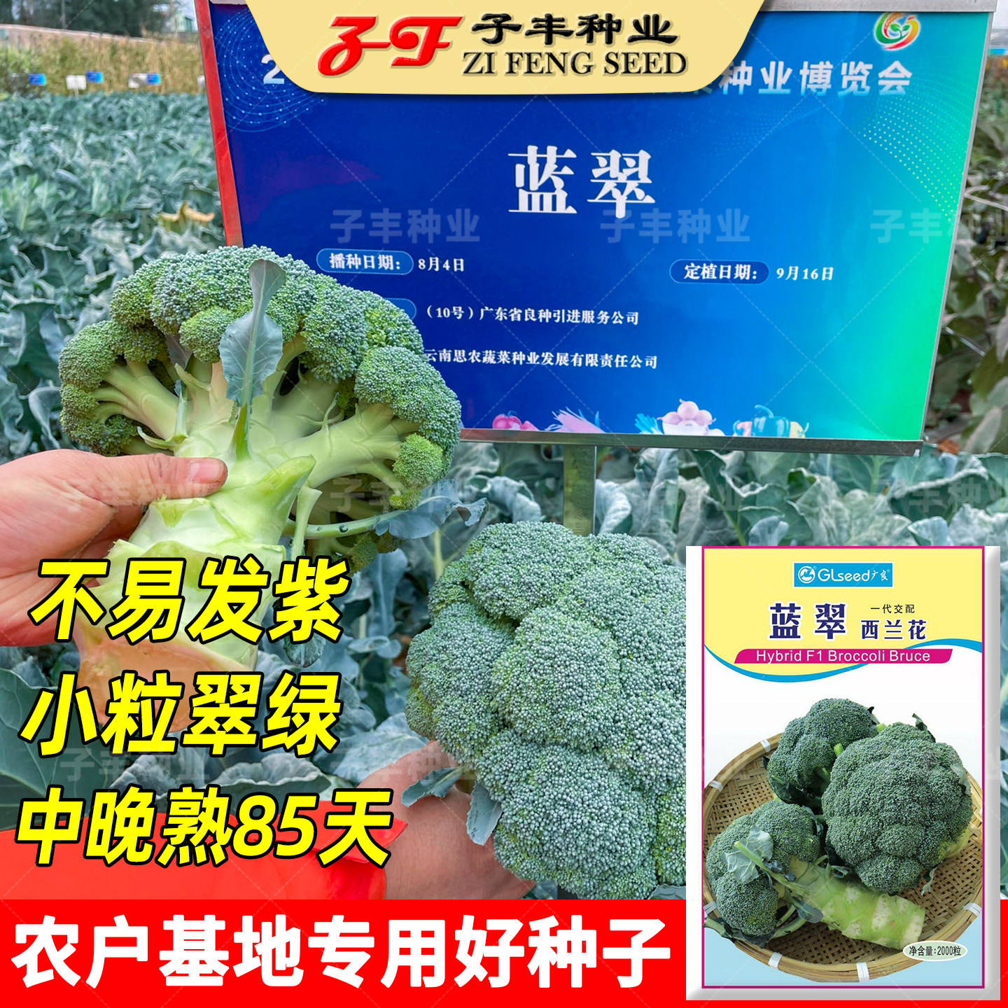 蓝翠西兰花种子春季秋季中晚熟85天100天小米粒青花菜绿菜花种籽