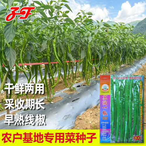 基地大田专用加长型线椒种子