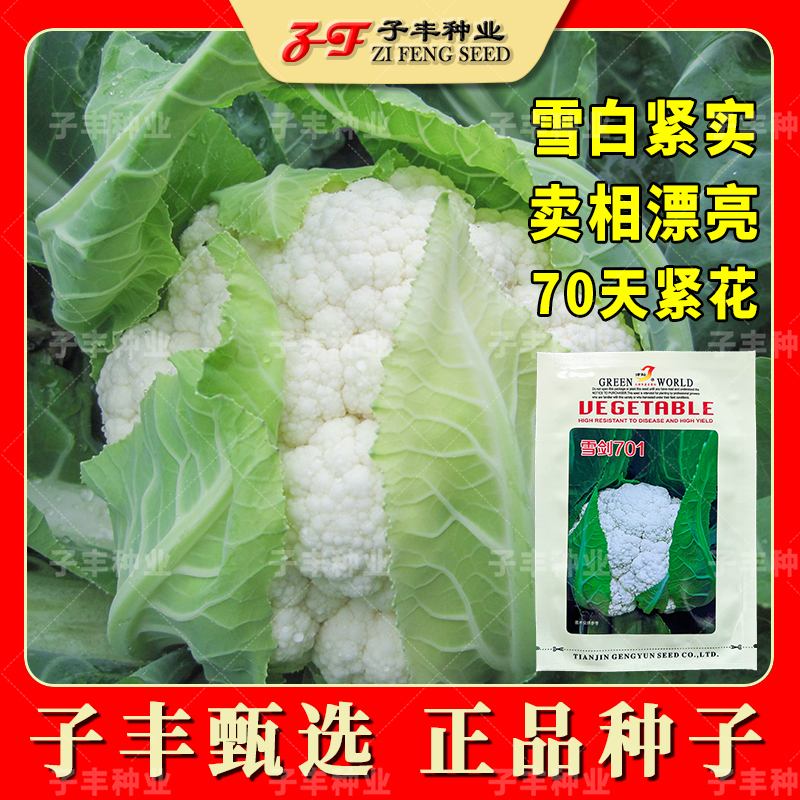 原装雪剑701秋季70天花菜雪白紧花免遮盖花椰菜白菜花种子2000粒
