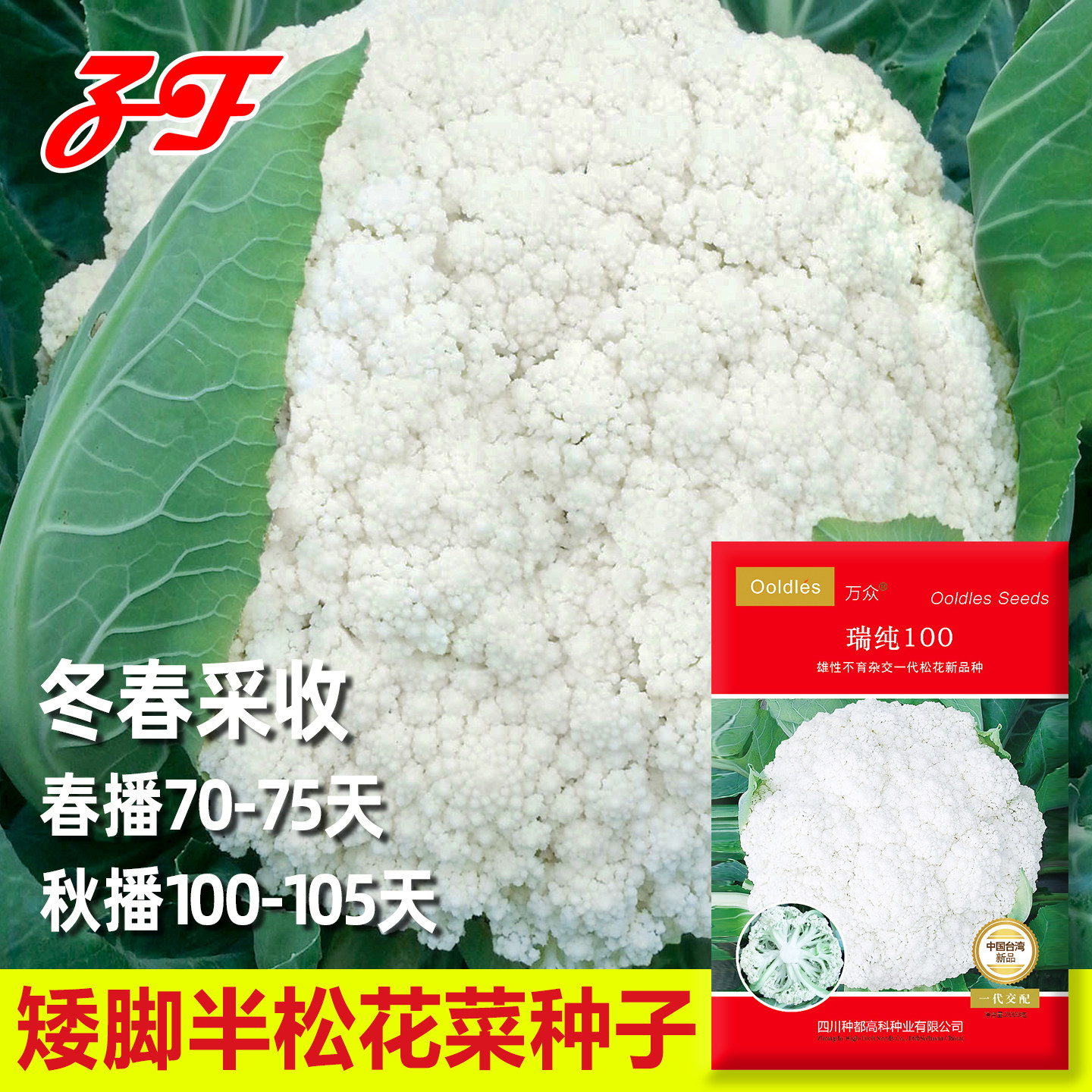 春秋两用矮脚半松青梗松花菜种子