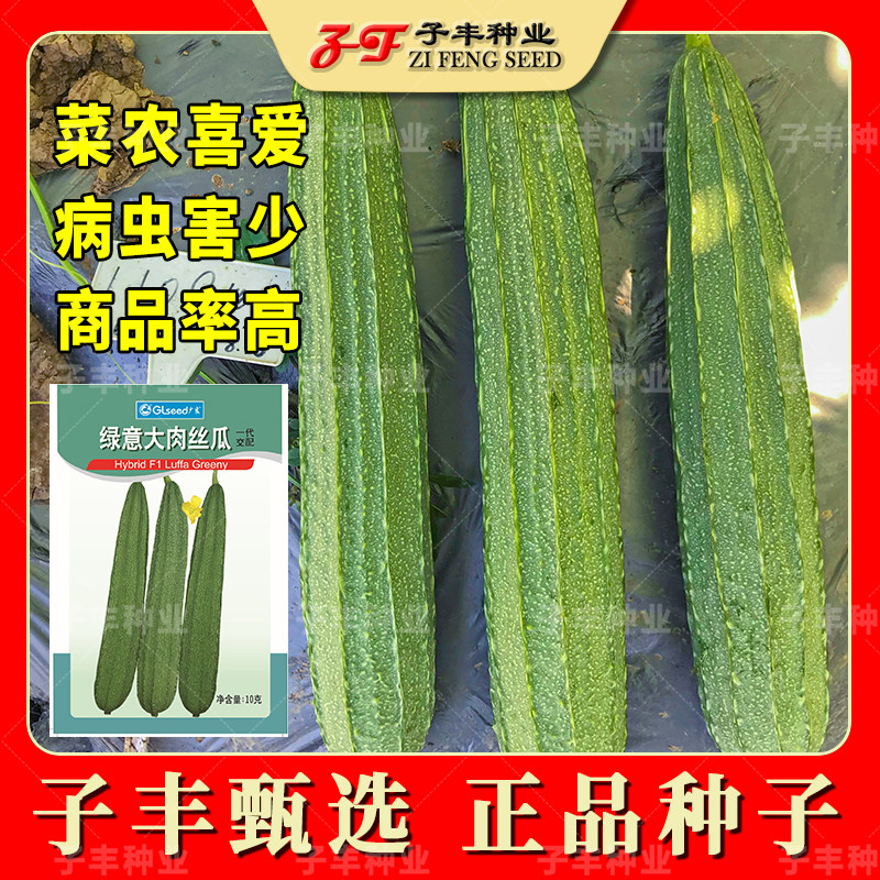 蔬菜基地大肉丝瓜种子春季秋季广良绿意丝瓜籽10克花点八棱丝瓜种