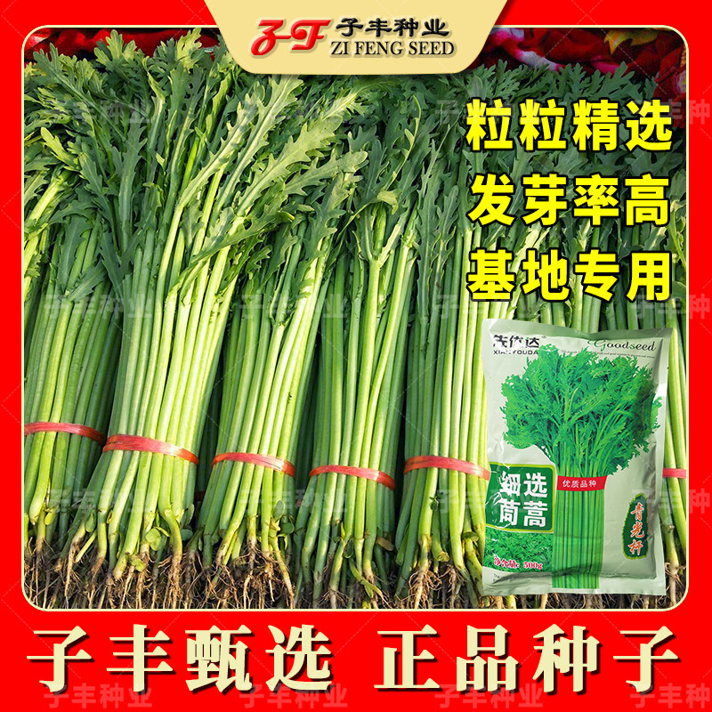 先优达细选青光杆茼蒿种子四季耐热耐寒底部无杂叶蒿子秆蔬菜种籽