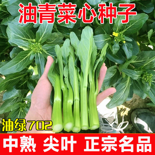 广东乾农蔬菜种油绿702菜心蔬菜种子秋季 春季 油青甜菜芯种籽 冬季